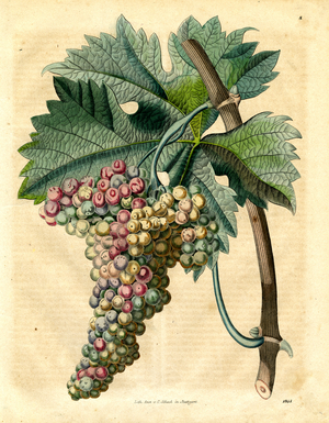 Ripe Grapes with Leaves and Tendrils (hand-coloured litho)
