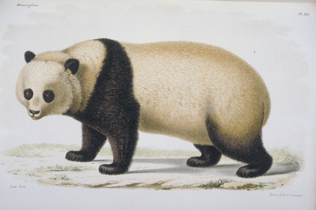 Ailuropoda melanoleuca, giant panda, Plate 50 from Recherches pour servir a L'histoire Naturelle des Mammifères, Vols. 1-4, by Dr. Henri Milne-Edwards & Dr. Alphonse Milne-Edwards, 1868-74 (colour litho)