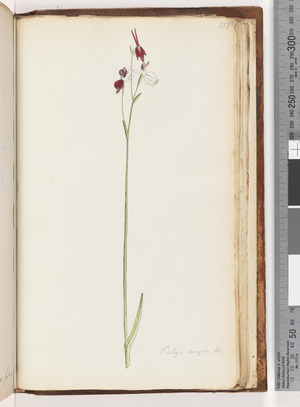Page 218. Caleya major Br. Flying Duck Orchid (w/c)
