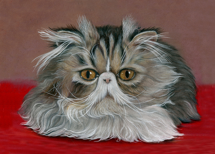 persian cat, 2020, (pastels)