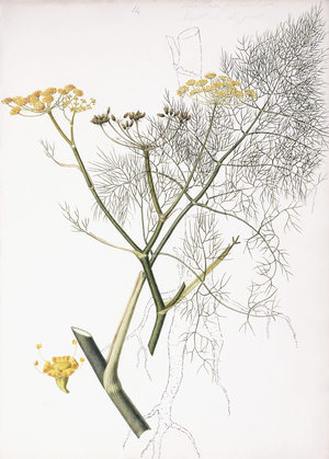 A Botanical Study, 1822-1845 (watercolour on paper)