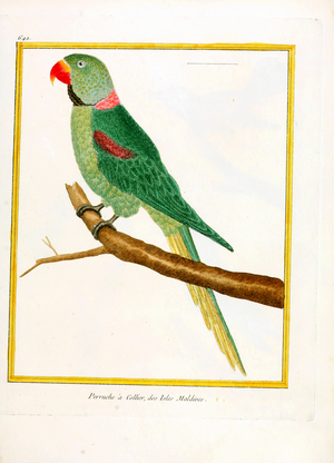 Rose-ringed Parakeet of the Maldives (print)