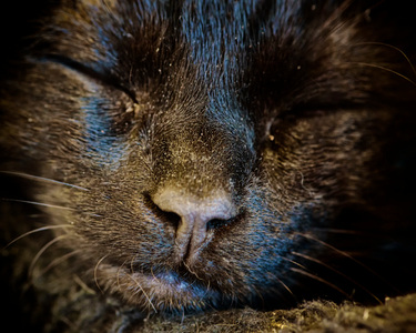 Black Cat Sleeps, 2020 (digital photograph)