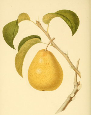Pear of the variety Golden Beune of Bilboa Pear, digitally prepared reproduction of a watercolour drawing from 1856