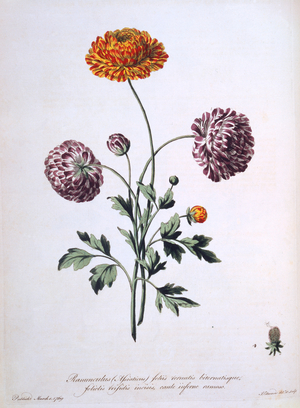 Ranunculus, illustration from 'The British Herbalist', 1769 (coloured engraving)