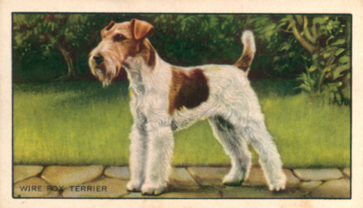Dogs: Wire Fox Terrier (colour litho)