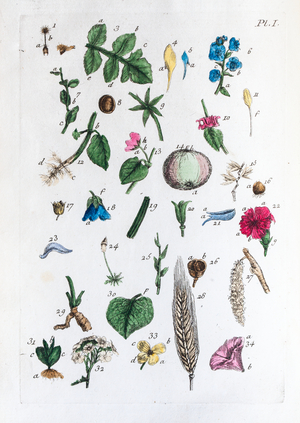 Elementary table of figures and their names in Flora Parisiensis, 1776 (watercolour print)