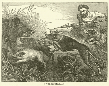 Wild Boar-Hunting (engraving)