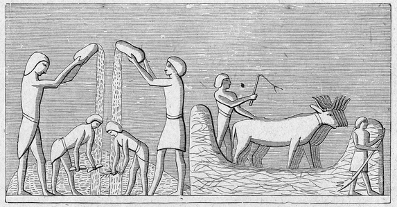 Religion The Holy Bible. Threshing wheat