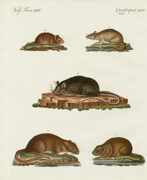 Rats and mice (coloured engraving)