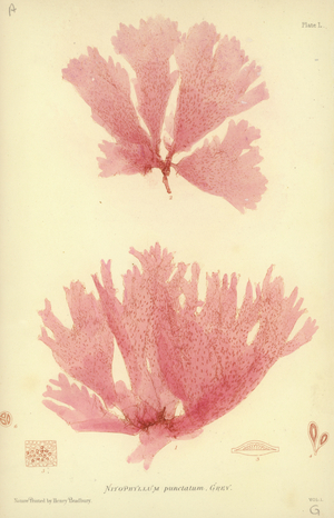 British Sea-Weed (nature printed)