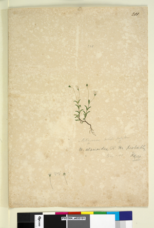 Page 201. Mitrasacme alsinoides, c.1803-06 (watercolour, pen, ink and pencil)