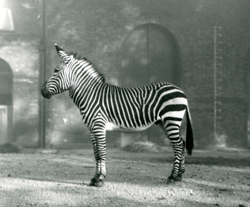 A male Mountain Zebra x Hartmann's Mountain Zebra standing in his paddock at London Zoo in September 1927 (b/w photo)