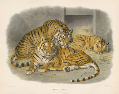Royal Bengal Tiger (Felis tigris), 1878-83 (hand-coloured litho)