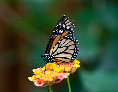 Butterfly on a flower, 2013 (photo)