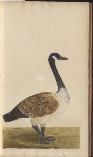 A page from the 'Elegancies of Jamaica', Vol V, 8, 1759-1780s (w/c on paper)