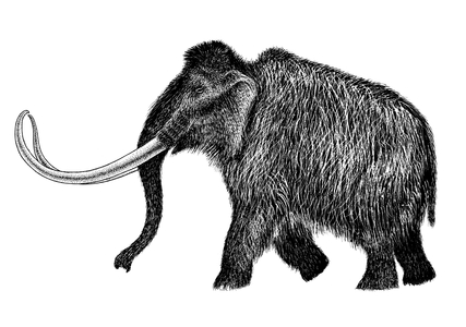 Black and white line drawing. A woolly mammoth (Mammuthus) from England and elsewhere.