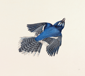 Blue Jay Nineteenth Century Engraving