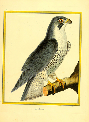 Lanner Falcon (print)