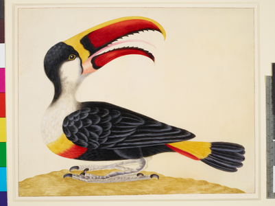 White-Throated Toucan (watercolour on vellum), 1710-1705