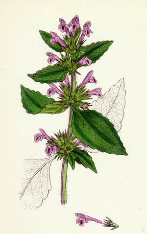 Galeopsis Eu-Tetrahit Var. Genuina Common Hemp-Nettle Var. A.