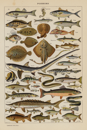 Poissons (colour litho)