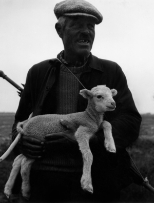 Shepherd with lamb in Provence (b/w photo)