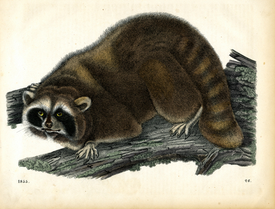North American Raccoon (hand-coloured engraving)