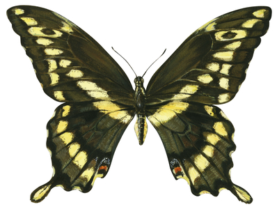 Giant swallowtail