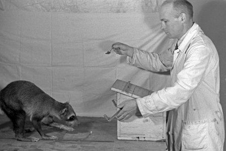 Experimental arrangement with a young racoon in an animal experiment at the insitute for animal psychology of Wilhelms university at Muenster, Germany 1930s (b/w photo)
