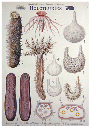 Holothuries, c.1912 (colour litho)