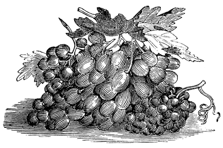 Grape