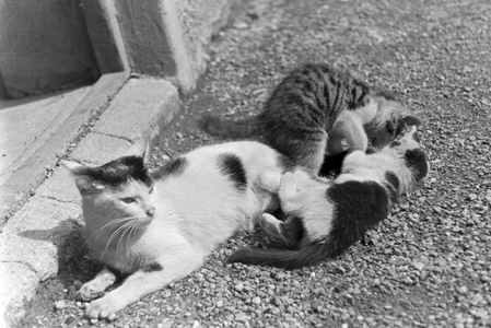 Cats you see on vacation, Germany 1930s (b/w photo)
