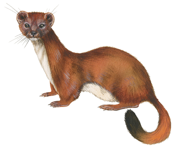Ermine