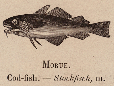 Le Vocabulaire Illustre: Morue; Cod-fish; Stockfisch (engraving)