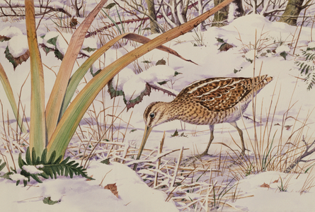 Snipe (w/c on paper)