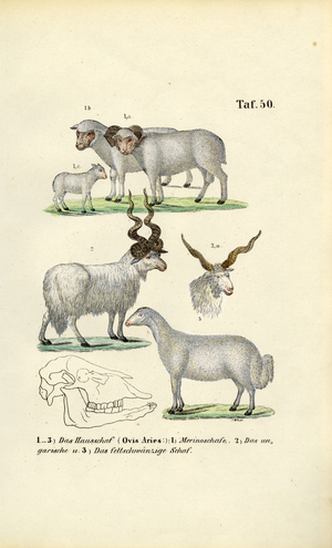 Domestic Sheep and its Breeds, 1850 (lithography)