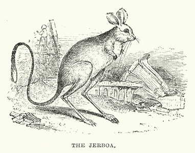 The jerboa (engraving)
