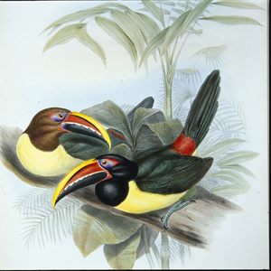 Green Aracari (Pteroglossus Viridis) (hand-coloured litho)
