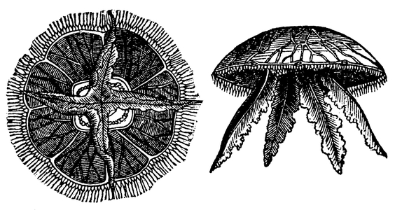 Jellyfish, left - from bottom, right - from the side