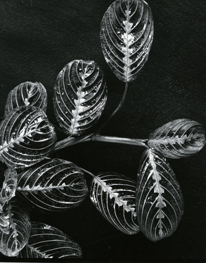 Plants and Leaves, Hawaii, c.1980 (silver gelatin print)