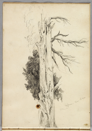 Cypress, Villa d'Este, 1832 (pencil on paper)