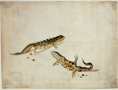 Salamanders