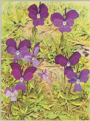 Long Spurred Violet