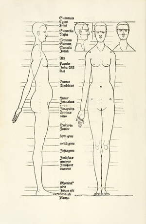 Female anatomical woodcut from 'Hierinn sind begriffen vier bücher von menschlicher Proportion', 1528