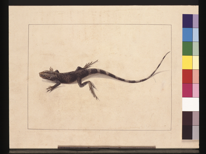 Page 31. Muricated Lizard. Now known as a Tree Dragon, c.1789-90 (w/c)