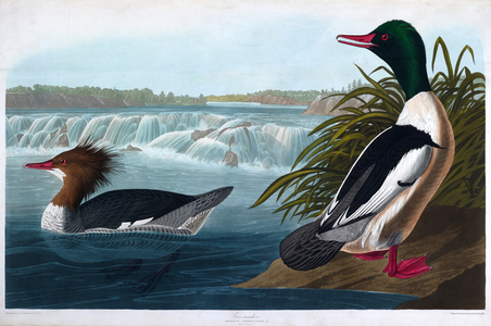 Two birds. Colour Illustration by Audubon; Goosander.