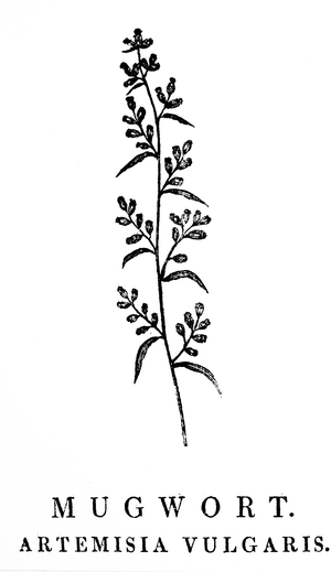 A woodblock engraving depicting a sprig of Mugwort, a species of aromatic plants in the genus Artemisia. Woodcut by Thomas Bewick (1753-1828) an English engraver and natural history author, 18th century