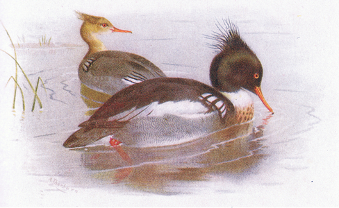 Red Breasted Merganser (colour litho)