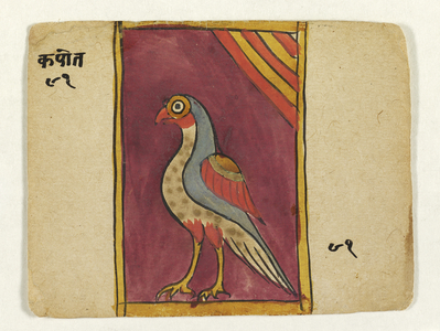 Kapot (pigeon), c.1700 (opaque w/c on paper)
